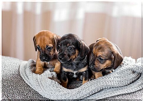 Puppies on a blanket