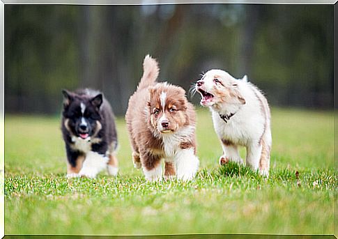 Puppies walking on the grass