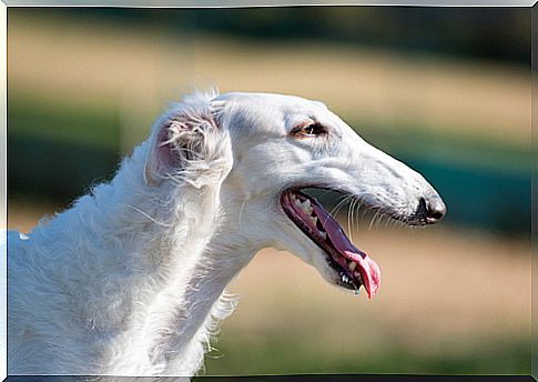 borzoi