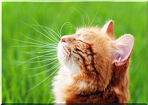 How to strengthen the immune system of a cat?