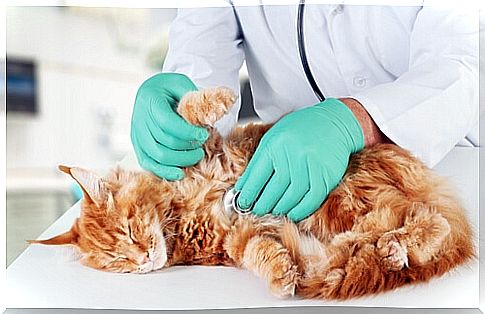 A weakened cat's immune system