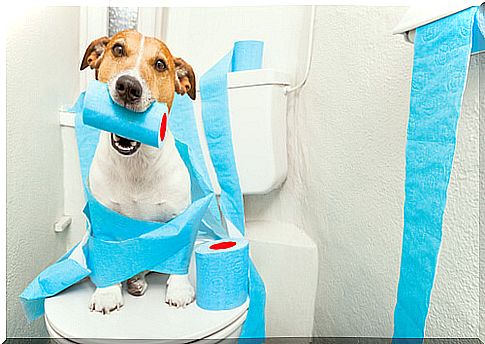 How to train your dog in hygiene habits?