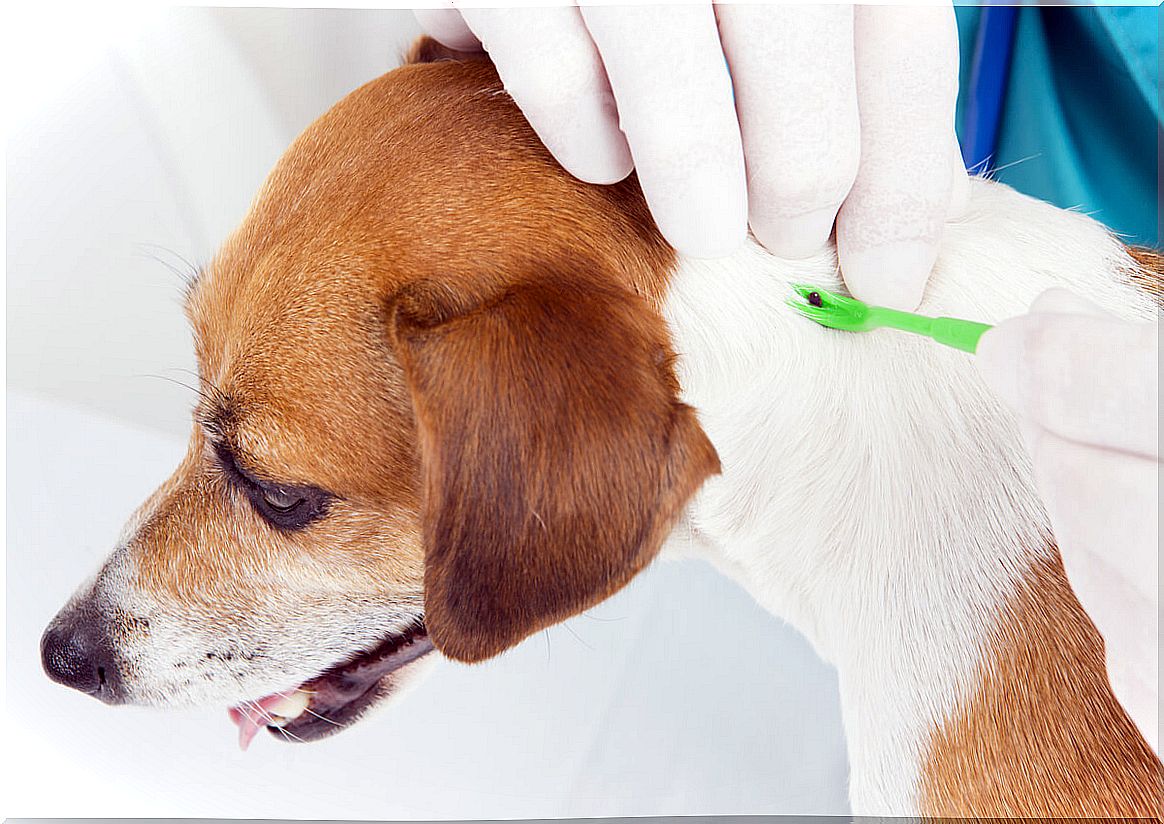 A dog with ticks on its skin.