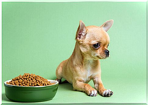 How to understand the nutritional needs of puppies?