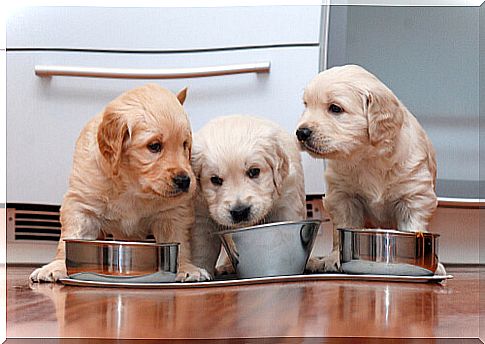 Nutritional needs of puppies