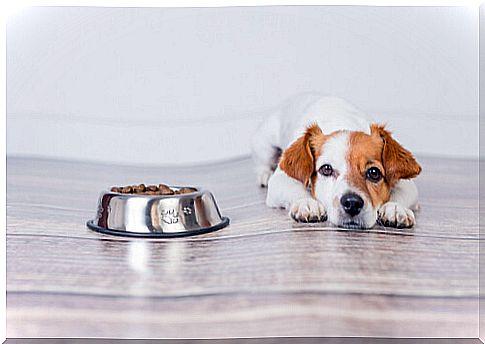 Dog with bowl of feed