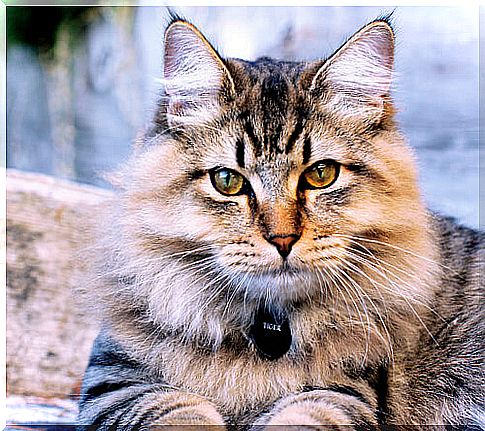 Mirada de un gato bobtail americano