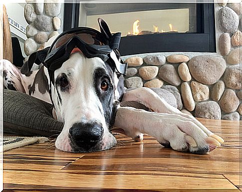 Indoor dog houses