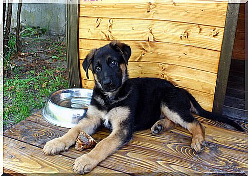 Outdoor dog houses