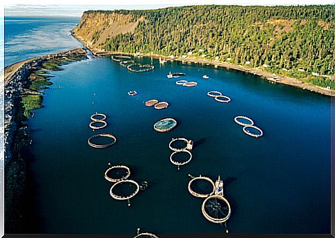 Salmon fish farm