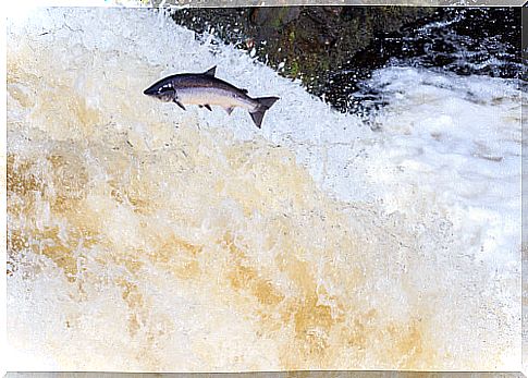 Salmon jumping on their migration