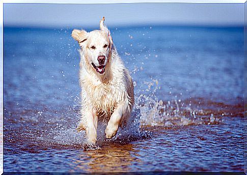 dog running in water