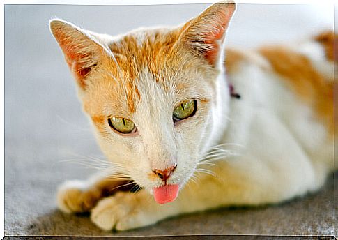 cats stick out their tongues