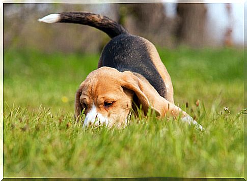 Beagle tracking