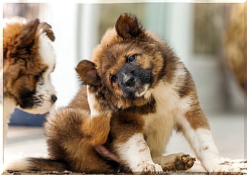 Itchy ears in your puppy