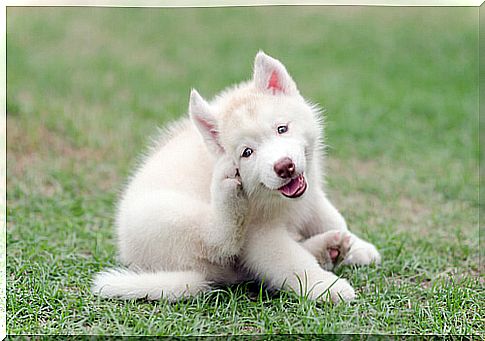 Dog scratching with paw