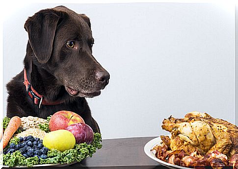 Keys to creating a homemade diet for dogs