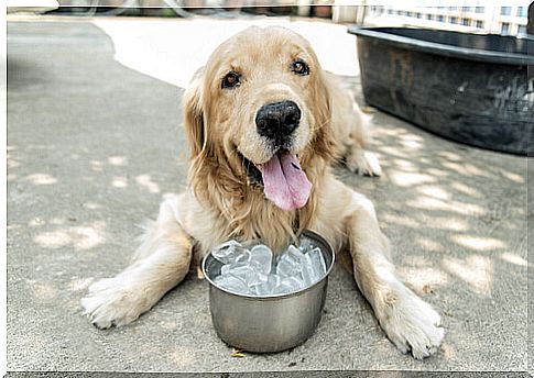 Know the effect of ice on dogs