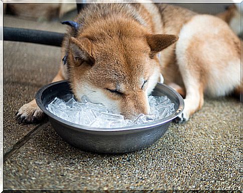 Dog sticks head in ice