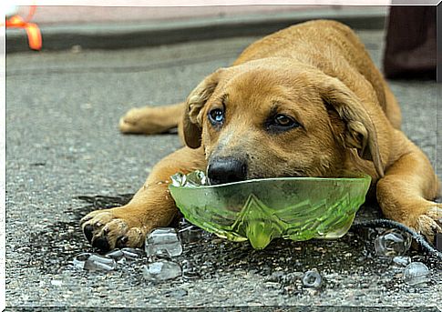 Dog cooling off with ice