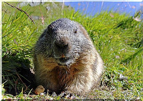 Learn about the habits of the Alpine marmot