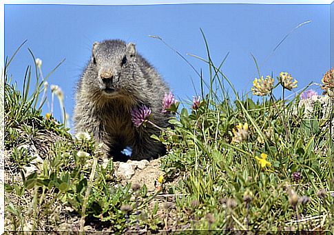 Alpine marmot: distribution