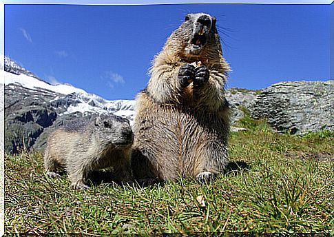 Alpine marmot: behavior