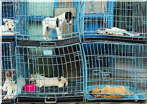 Puppies in cages.