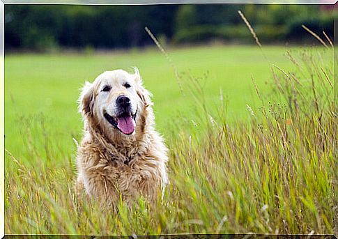 Letter to my adopted dog who is in heaven