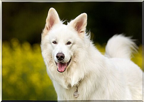 happy samoyed dog