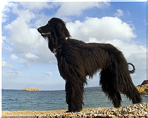 dog beach in barcelona