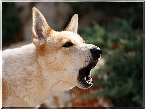 Meaning of canine barking