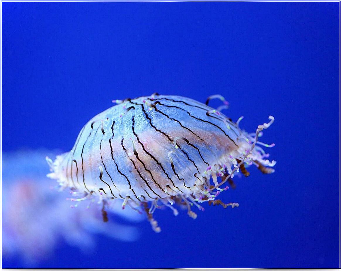 Flower hat jellyfish: is it dangerous?