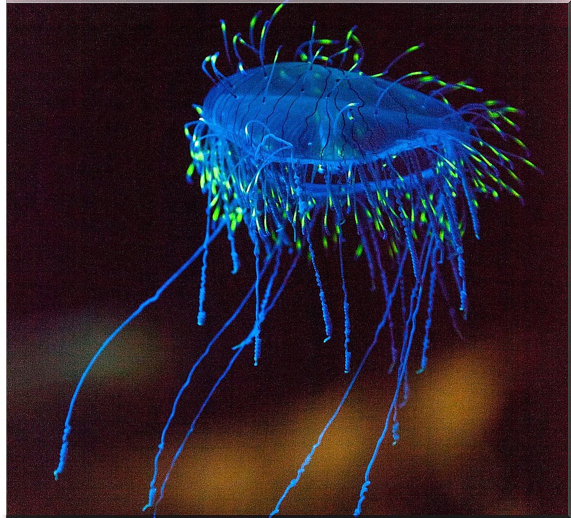 A jellyfish on a black background.