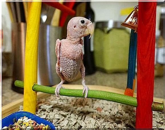 Meet Rhea the featherless bird