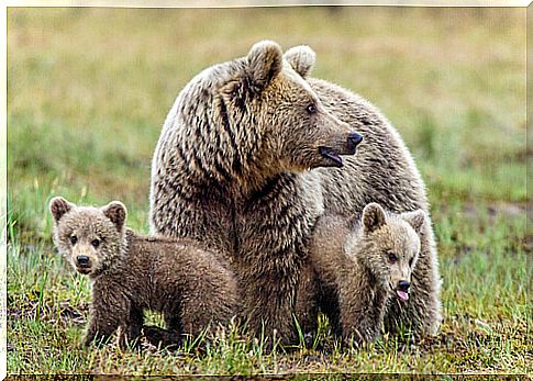 Meet the European brown bear