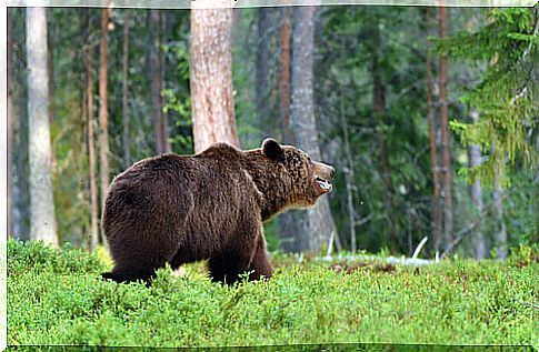 European brown bear: habitat