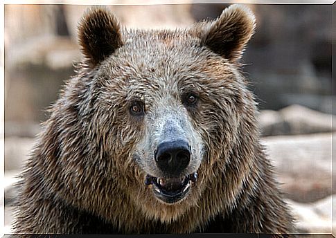 European brown bear: behavior