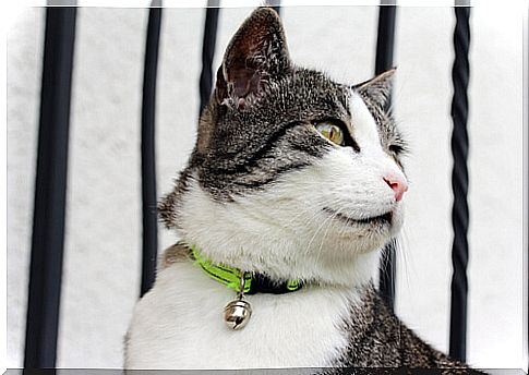 Antiparasitic collars to protect your cat