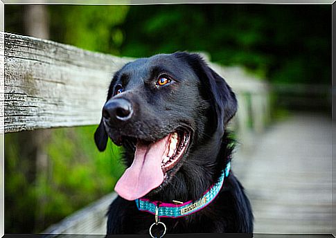 necklace for dogs