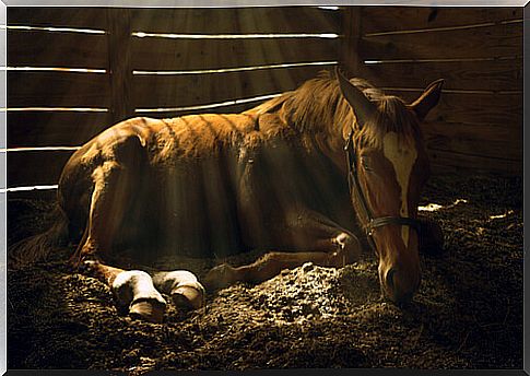 Most common diseases in horses