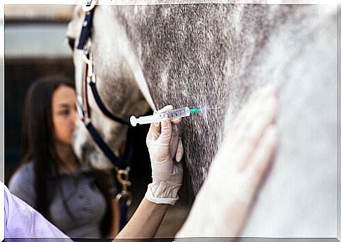 Horse Veterinarian