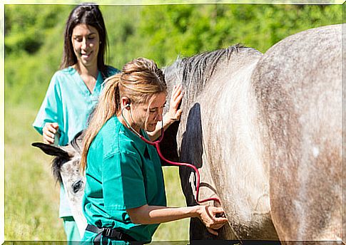 Subcutaneous emphysema in horses