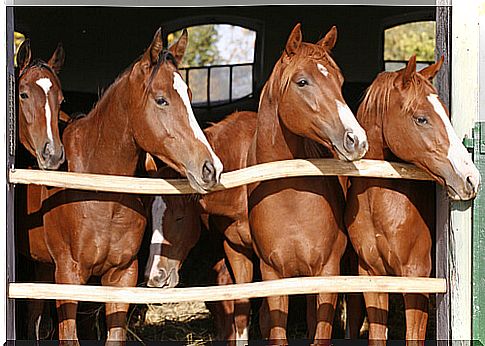 Horse breeding