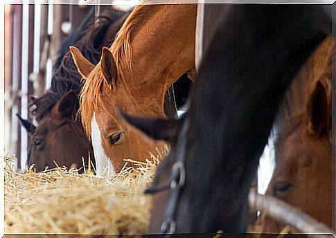 Feeding your horse