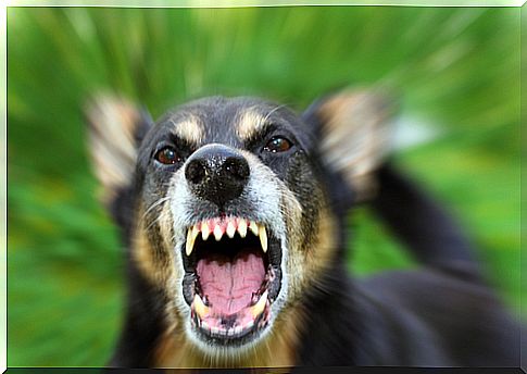 Myths about canine aggression