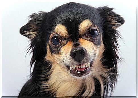 Chihuahuas can be aggressive dogs.