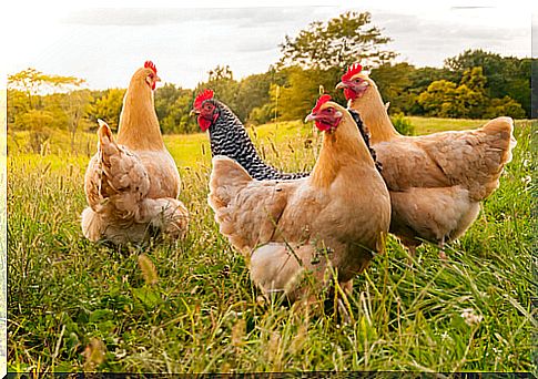 Native breeds of the Valencian Community