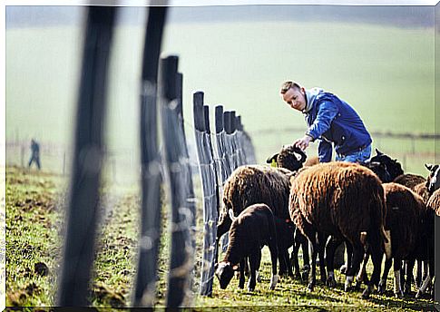 Native breeds of the Valencian Community: guirra sheep