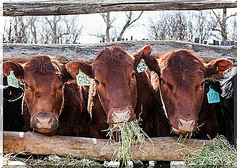 Native breeds of the Valencian Community: Murcian-Levantine cow